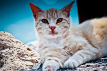 自动化运维的在线永久免费轰炸电话